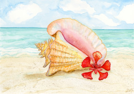 Queen Conch